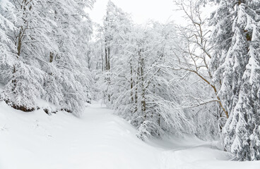 chemin forestier en hiver
