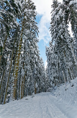 chemin forestier en hiver