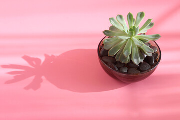 Green succulent plant with shadow on a pink background.