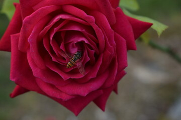 Rose abeille 