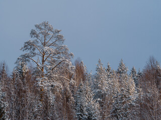 The tops of pine trees covered with snow, rushing into the blue sky, on a sunny winter day.
