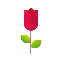 red rose flower isolated icon