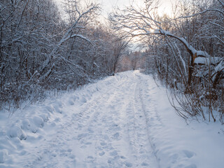 Snowy road at the field and conifer forest on a frosty sunny day. Winter country road with fir forest in the rays of cold winter Sun.