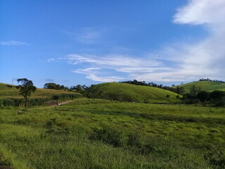 Fototapeta premium green field and sky