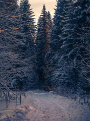 Snowy road and conifer forest on a frosty sunny evening. Winter country road with fir forest in the rays of cold winter Sun.