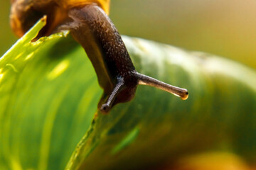 Snail closeup portrait. Little snail in shell crawling on green leaf in garden. Inspirational natural spring or summer background. Life of insect. Macro, close up