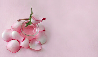 pink background with pink flower, petals and rose essence. feminine spa concept
