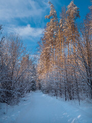 Snowy road and conifer forest on a frosty sunny evening, blue sky and clouds.