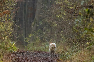 Free running dog from behind, running unattended in forest