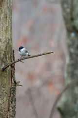 willow tit on a branch