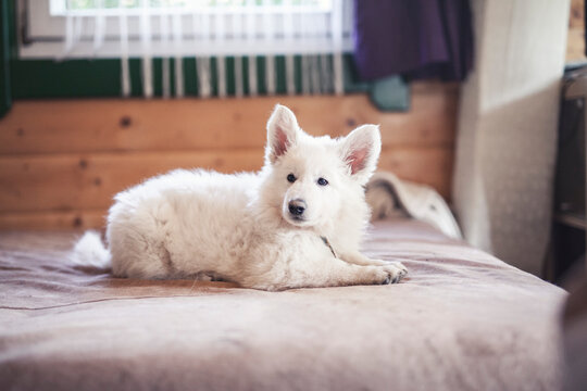 White swiss shepherd puppys lying at home on bed. Potrait of small puppys at breaders home. New born dog 