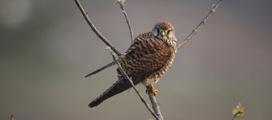 Common Kestrel (Falco tinnunculus) bird sitting on the branch of tree at Eastern part of Nepal.