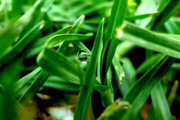 dew on grass