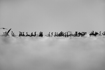 Socotra cormorants and chicks at Hawar island of Bahrain