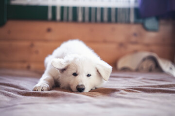 White swiss shepherd puppys lying at home on bed. Potrait of small puppys at breaders home. New born dog 