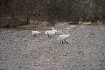 Mehrere weiße Schwäne an einem Sandstrand an der Havel in Berlin