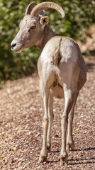 Desert Bighorn Sheep Female Looking Back with Suspicion. Zion National Park, Utah, USA.