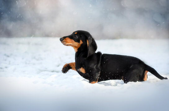 dachshund puppy magical winter photo beautiful light lovely dog ​​portrait
