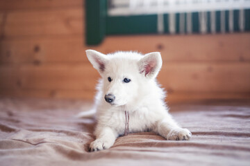 White swiss shepherd puppys lying at home on bed. Potrait of small puppys at breaders home. New born dog 