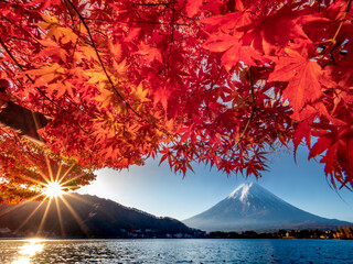Colorful Autumn Season and Mountain Fuji