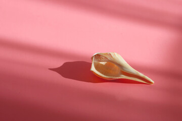 Sea shell with shade on the pink background. Creative colorful minimalism. Copy space.