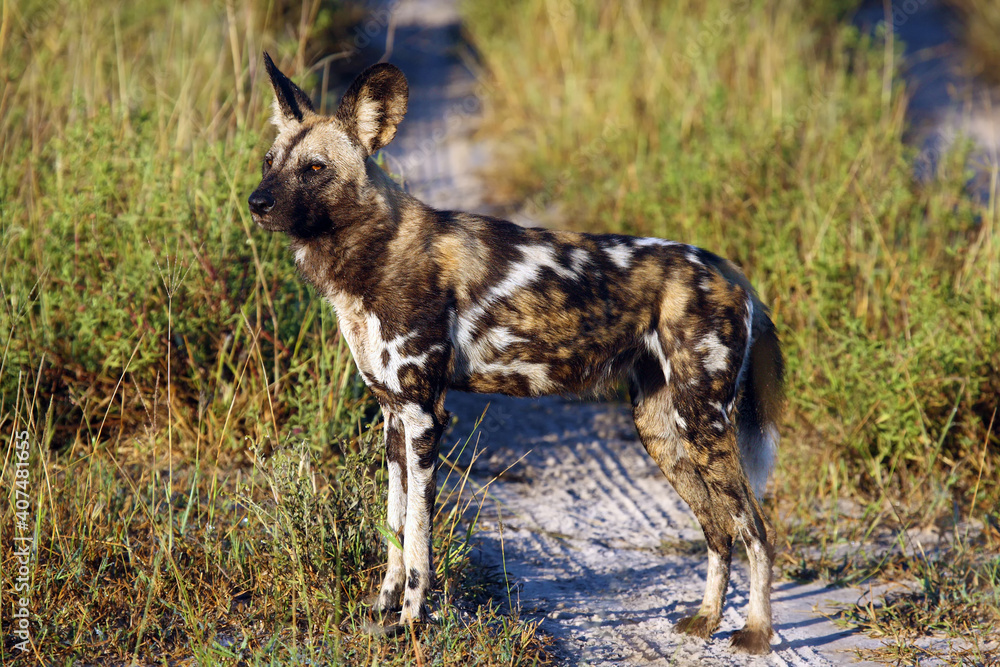 Poster The African wild dog, African hunting dog, or African painted dog (Lycaon pictus), a lone dog standing on the road and looking at the grass.