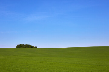 Fototapeta na wymiar Green field, blue sky and tree. Great as a background,web banner