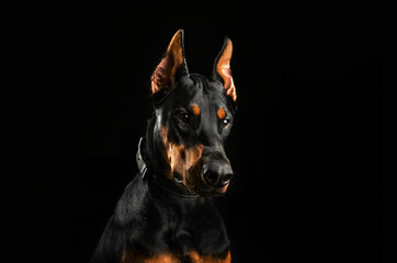 doberman dog magical lovely portrait on black background
