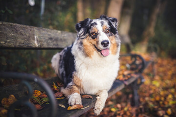 Potrait of an Australian Shepherd dog outdoor in the Fall. Dog lying in the autumn leaves and looking arround
