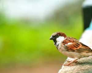 An Angry furious sparrow searching for insects.