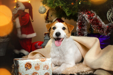 jack russell terrier dog magical lovely portrait on christmas background
