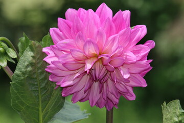 Obraz premium Pink Dahlia 
