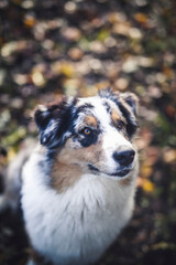 Potrait of an Australian Shepherd dog outdoor in the Fall. Dog lying in the autumn leaves and looking arround