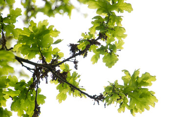 close-up of fresh green oak tree leaves on a branch in the Spring