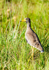 Wattled plover photographed inside the Rietvlei Nature Reserve, Gauteng, South Africa.