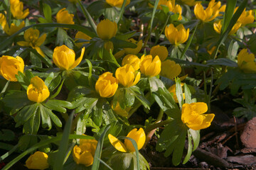 Winter aconite (Eranthis hyemalis) with rain drops sparkling in the morning sun