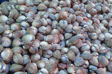  Sea crab.aquatic animals.