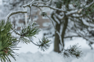 Christmas tree branch with cones under the snow