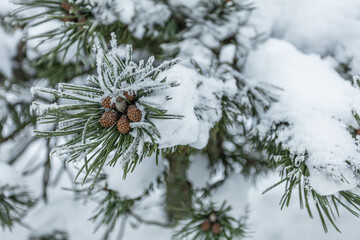 Christmas tree branch with cones under the snow