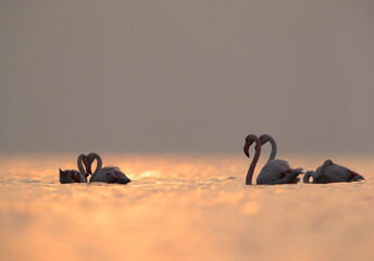 Greater Flamingos in the morning hours with dramatic hue on water, Asker coast, Bahrain