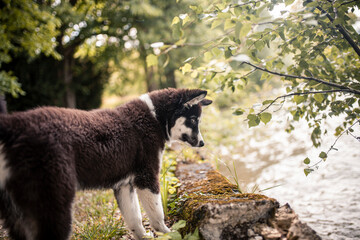 Young Laika standing and looking in the nature. Puppy on a adventure. Dog exploring the world