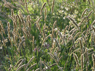Obraz premium Timothy Grass