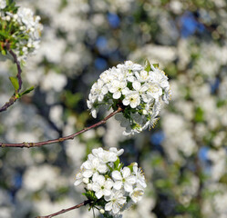 Blooming Morello Cherry Tree