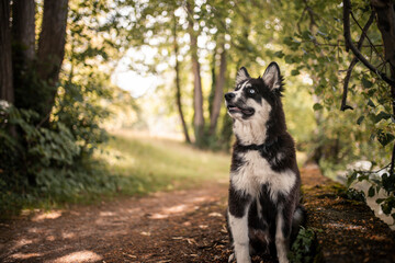 Young Laika standing and looking in the nature. Puppy on a adventure. Dog exploring the world