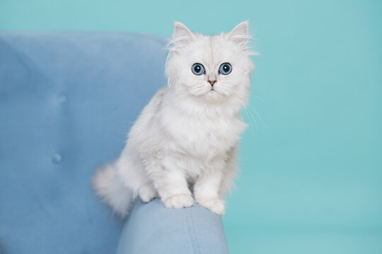 Cute fluffy cat lies on sofa. White lovely kitten with blue eyes and long hair.