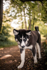 Obraz premium Laika puppy standing on a tree. Young husky on a adventure