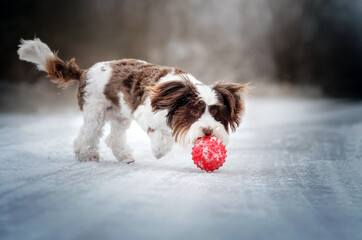 yorkshire terrier dog magic light lovely pet portrait on a snow walk
