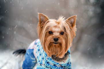 yorkshire terrier dog magic light lovely pet portrait on a snow walk
