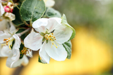 Beautiful white apple blossom flowers in spring time. Background with flowering apple tree. Inspirational natural floral spring blooming garden or park. Flower art design. Selective focus.