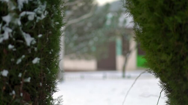 A young woman in a hat with earflaps happily plays hide-and-seek near the fir trees. Slow motion.